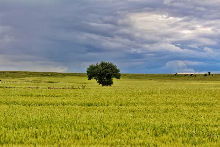 Un arbre seul dans un champ sous un ciel d'orage : l'image d'une acquisition qui ne tient qu'à un seul canal.